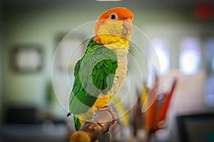 Caique parrot sitting on a perch