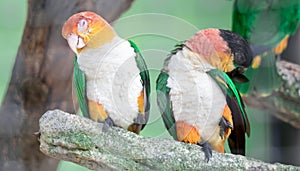 Caique, White Bellied, Pionites leucogaster, seven-color Parrot