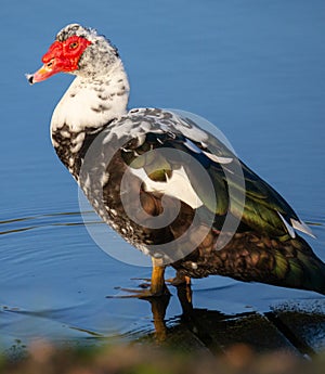 Cairina Moschata - Muscovy Duck `Pato Criolo`.