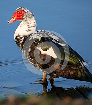 Cairina Moschata - Muscovy Duck `Pato Criolo`. photo