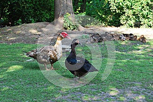 Cairina moschata, a pair of musk ducks