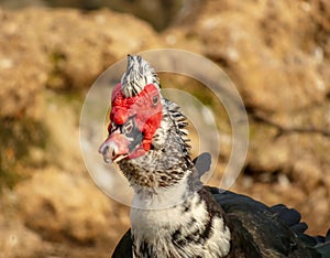 Cairina moschata sylvestris Duck background