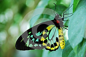 Cairn Birdwing