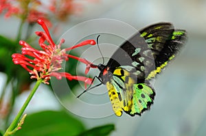 Cairn Birdwing Butterfly