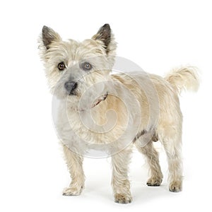 Cairn Terrier (11 years)