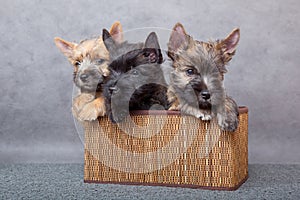 Cairn-terrier