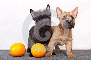 Cairn-terrier