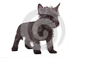 Cairn-terrier