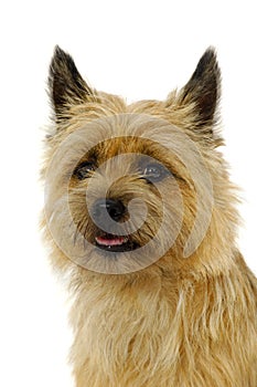 Cairn Terrier photo