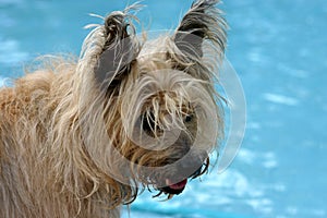 Cairn Terrier photo