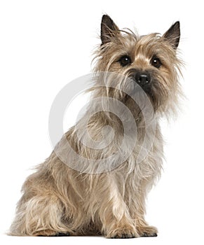 Cairn Terrier, 18 months old, sitting