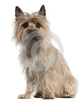 Cairn Terrier, 18 months old, sitting