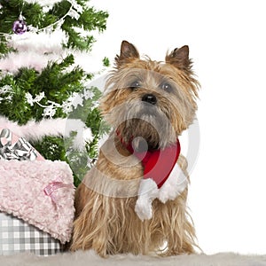 Cairn Terrier, 2 years old, sitting