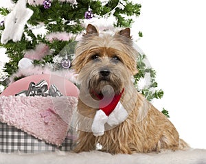 Cairn Terrier, 2 years old, sitting