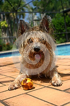 Cairn Terrier photo