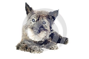 Cairn terrier