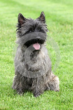 Cairn Terrier