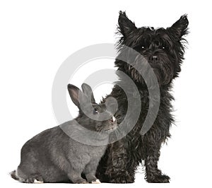 Cairn Terrier, 4 years old, and a rabbit photo