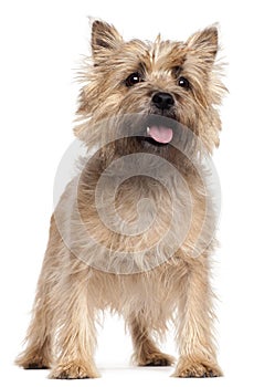 Cairn Terrier, 4 years old, standing