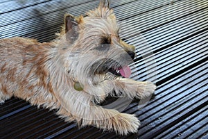 Cairn terrier