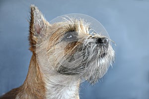 Cairn terrier