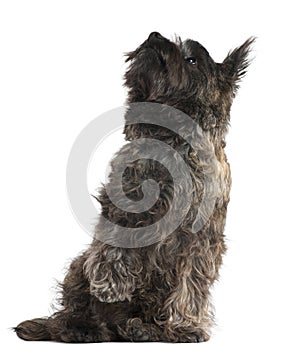 Cairn Terrier, 8 months old, sitting