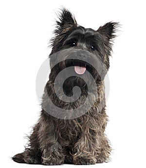 Cairn Terrier, 8 months old, sitting