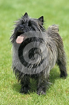 CAIRN TERRIER, ADULT WITH TONGUE OUT STANDING ON GRASS