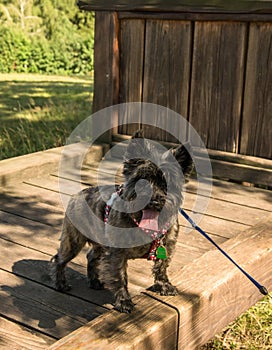 Cairn terrier on big wood bench