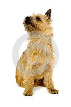 Cairn Terrier Dog.