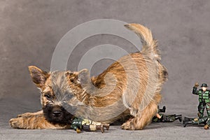 Cairn terrier dog