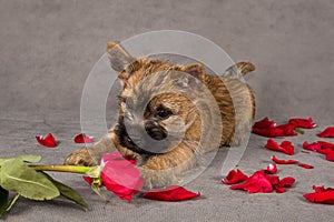 Cairn terrier dog