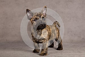 Cairn terrier dog