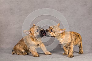 Cairn terrier dog couple