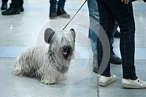 Cairn Terrier dog at the dog show, on a trip