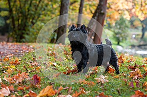 Cairn Terrier Dog on the grass. Autumn Background.