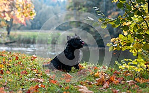 Cairn Terrier Dog on the grass. Autumn Background. Open Mouth, Tongue Out.