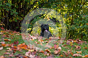 Cairn Terrier Dog on the grass. Autumn Leaves in Background.