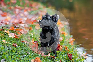 Cairn Terrier Dog on the grass. Autumn Leaves in Background. Portrait.