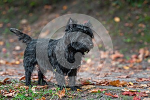 Cairn Terrier Dog on the grass. Autumn Leaves in Background. Portrait.
