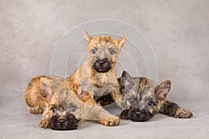 Cairn terrier dog group