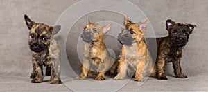 Cairn terrier dog group