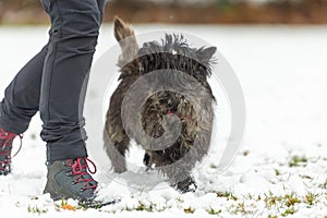 Cairn Terrier. Dog handler is walking with his obedient dog in snowy winter