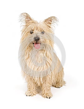 Cairn Terrier Dog Isolated on White