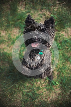 Cairn Terrier dog, portrait close