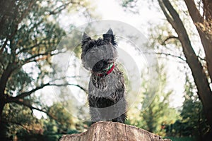 Cairn Terrier dog, portrait close