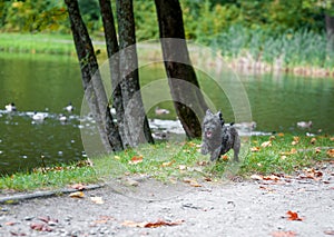 Cairn Terrier Dog Running on the grass.