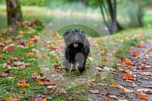 Cairn Terrier Dog Running on the grass.