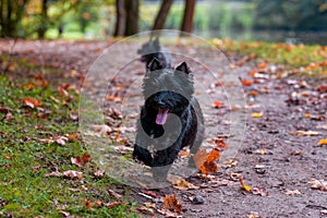 Cairn Terrier Dog Running on the grass. Autumn Background.