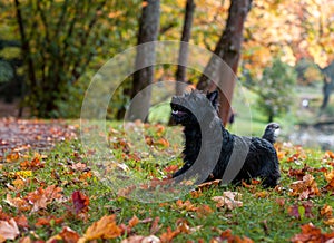 Cairn Terrier Dog sitting on the grass. Autumn Background.